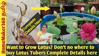 Where to Buy Lotus Tuber தாமரை செடி வளர்க்க ஆசையா கண்டிப்ப இதை பாருங்க Lotus Tuber Complete Details