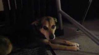 Rufus Howls Back to Oscar Boxer Howling