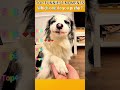 Funniest AnimalsMoments#funnyanimals #animalcomedy #dog#funny#funnyanimals#funnypets#animals