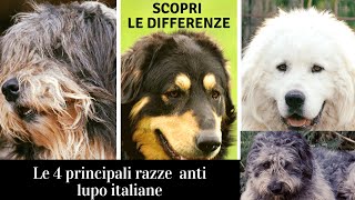 Le 4 RAZZE da guardiania italiane Le differenze. Silano, Maremmano abruzzese, Siciliano, Fonnese.