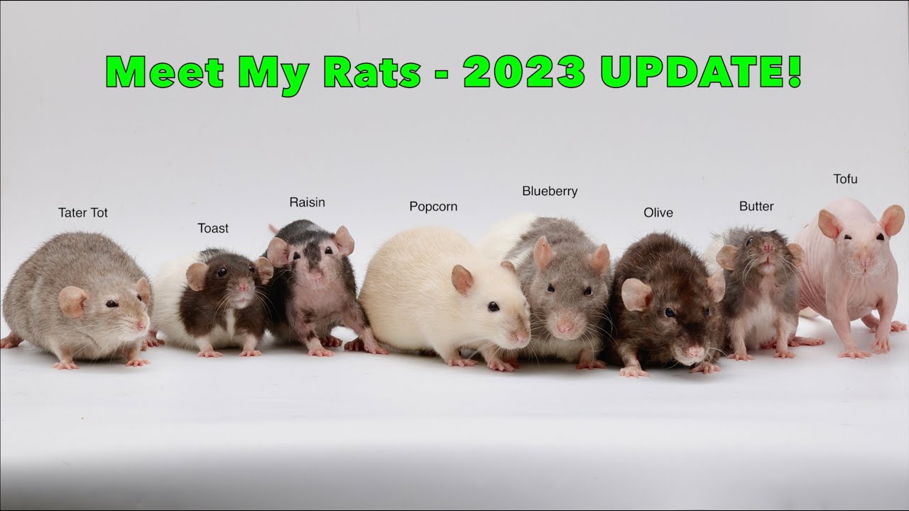 Rat Update Meet my 8 Pet Rats - Update late 2023! - YouTube