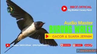 MASTERAN BURUNG WALET GACOR & SUARA JERNIH || 100% AMPUH BUAT MASTERAN#shorts@bbcf.official1993