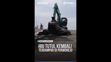 KALI KEEMPAT, HIU TUTUL KEMBALI TERDAMPAR DI PURWOREJO