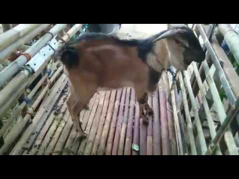 menyediakan kambing dan domba qurban harga murah rp 1 5 jt menyediakan kambing dan domba qurban harga murah rp 1 5 jt