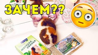 КУПИЛИ САМЫЙ ДЕШЕВЫЙ КОРМ?! Морские Свинки будут в шоке 😂