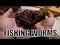 DIY FISHING WORMS - Grow Your Own At Home!