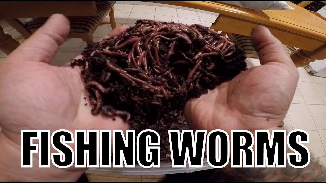 DIY FISHING WORMS - Grow Your Own At Home! 