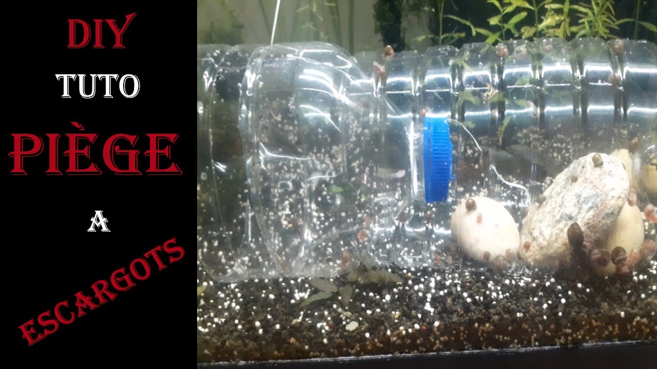comment se débarrasser des escargots dans un aquarium