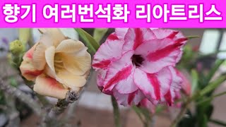 2000원5가지 석화 수국 새우초 자넷 야생화꽃모종