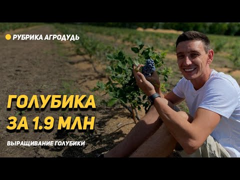 Почему ГОЛУБИКА это высокорентабельный бизнес?!