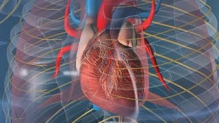Comment bat le cœur lors d'un infarctus ?