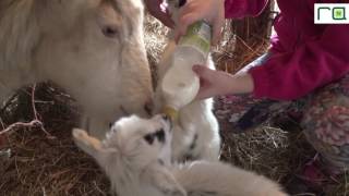 Kaip Pasakoje Geradario Ūkininko Kaimynų Mergaitei Dovanota Ožka Atsivedė Tris Ožiukus