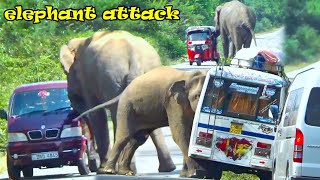 Elephant Rampage: Shocking Attack On A Line Of Vehicles