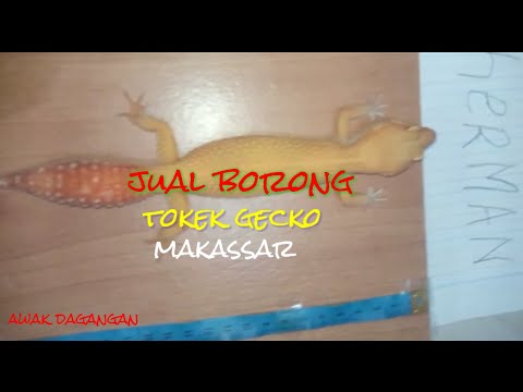 Jual beli tokek
