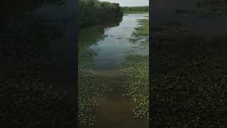 A creepy Bigfoot Report From The Ozarks | Encounters from The Mark Twain National Forest!