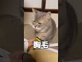 100均の猫ブラシで毛はとれるのか?