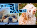 Havanese vs Shih Tzu Difference