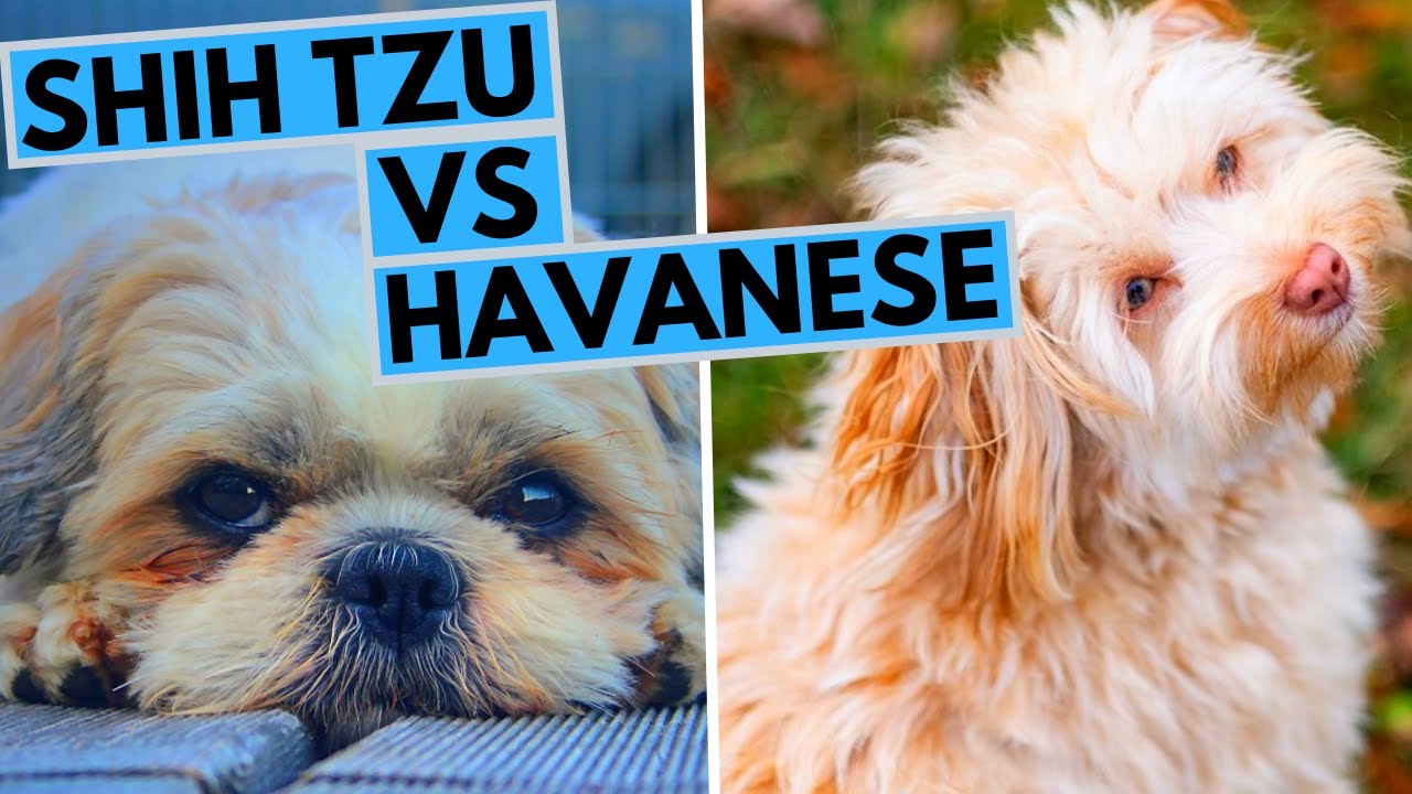 havanese shih tzu mix puppies