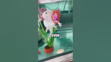 😄 Meet the AXOLOTL: The FUNNIEST Animal Ever! 🐟 #animals