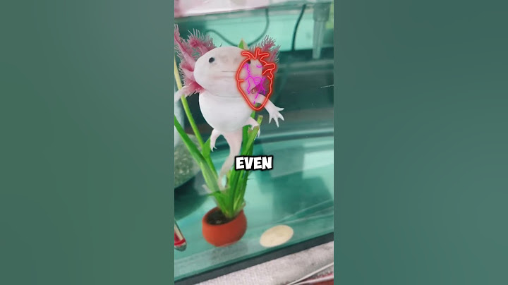 😄 Meet the AXOLOTL: The FUNNIEST Animal Ever! 🐟 #animals