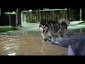 Alaskan Malamute swimming with pug