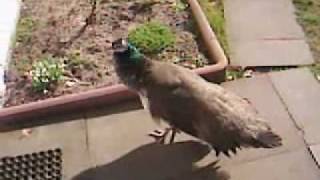 pfauen weibchen