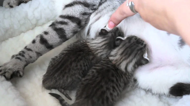 Video 4539891: f5 savannah kitten, savannah girl