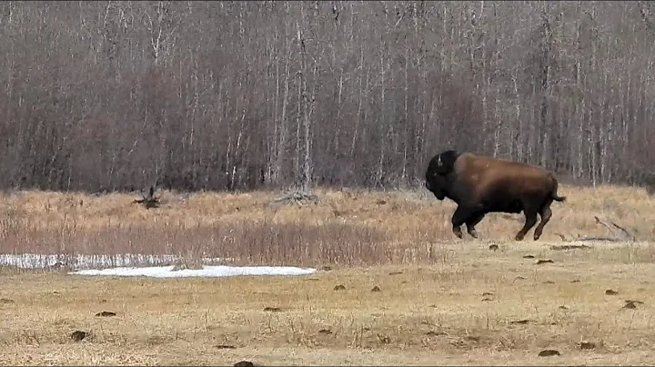 Running of the Bull Bison at Tawayik Lake, Elk Island National Park, Alberta, Canada
