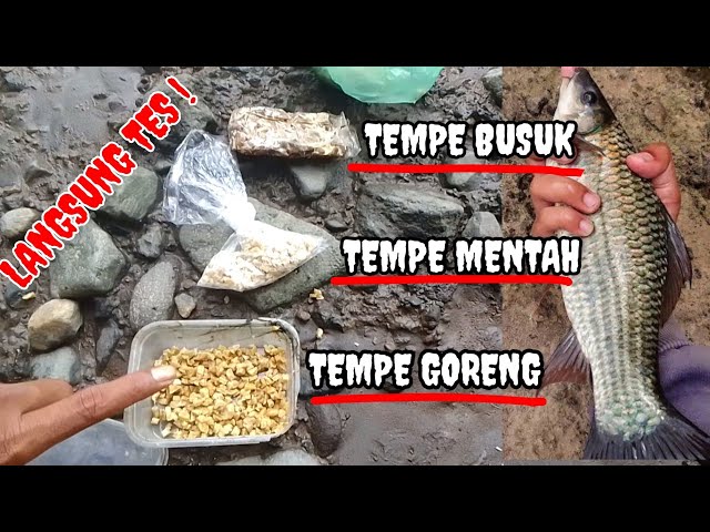 umpan mancing di sungai bedadung jember || umpan  ikan nilem #mancingikan @GondrongLabanan class=