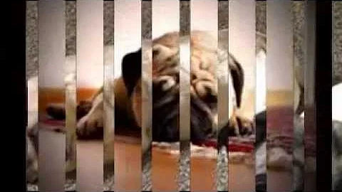 pugs hard at work