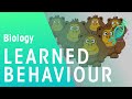 The Role Of Environment In Shaping Learned Behavior