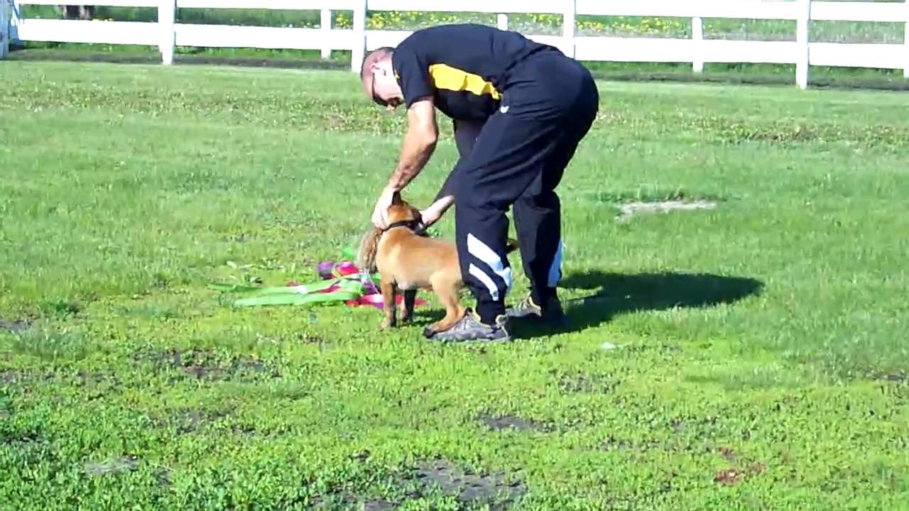Puppy Training with Tom Andrykowski YouTube