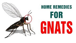 Best Ways to Instantly Get Rid of Gnats & Flies at Home