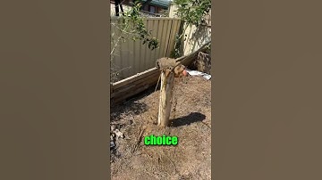 He uses the poop as FERTILIZER ! 😨