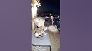 Owl Grabs a Cat in the Backyard