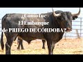 ¿Cómo fue el EMBARQUE de la CORRIDA DE TOROS de PRIEGO DE CÓRDOBA?