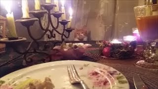 Как мы отпраздновали НГ? Утро 1 января. Я покрыла голову. Как мы отпраздновали НГ? Утро 1 января. Я покрыла голову.