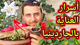 العناية بالجاردينيا ، 5 نصائح مهمة حتى تحصل على نبات جاردينيا صحية رهيبة 👍🏻🌱