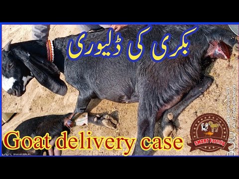 Goat Baby Birth Full Goat Giving Birth to Baby Goat /goat delivery case -  YouTube