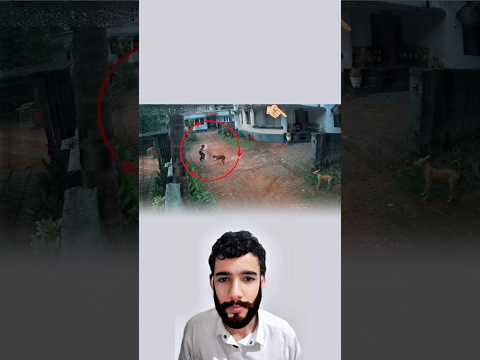 رغم الخطر الطفل الصغير انتصر وطرد الكلاب حتى المراقب لم يتدخل Youtubeshorts