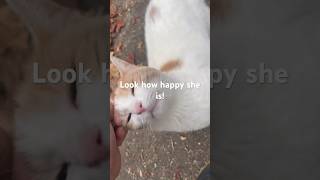Stray Cat RUNS When She Sees Me! #cute #straycat
