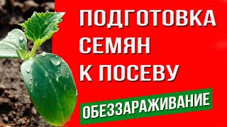 Подготовке семян к посеву.  Обеззараживание семян.  Способы протравливания семян.