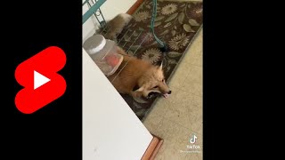 Cute Fox sounds | Pet Lover | Aww Club