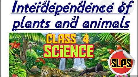 22.7.20 Class 4 Science Ch.6 Interdependence of plants and Animals part 1
