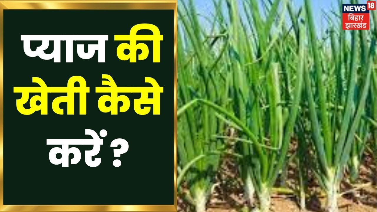 Annadata प्याज की खेती कैसे करें? यहां जानें । Onion Farming In Hindi