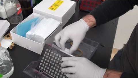 Micro-western arrays - 08 - Transfer