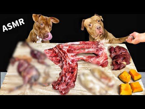 【犬のASMR】骨をボリボリ食べるピットブルの咀嚼音がクセになる