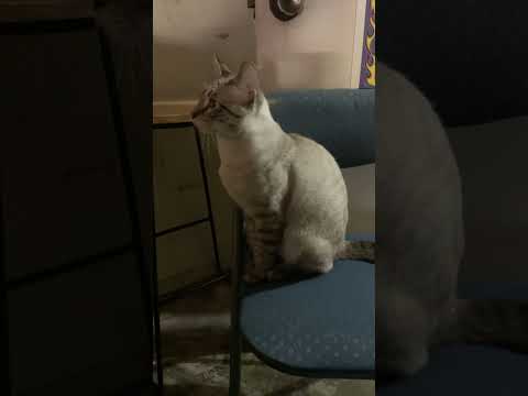 ๐ Clyde the Vocal Lynx Point Siamese: ๐ธ Hear His Revving Engine Sounds! ๐พ๐ค