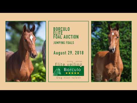 Commercial Elite Foal Auction Borculo 2018