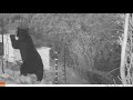 Bear Attempts To Outwit An Electric Fence